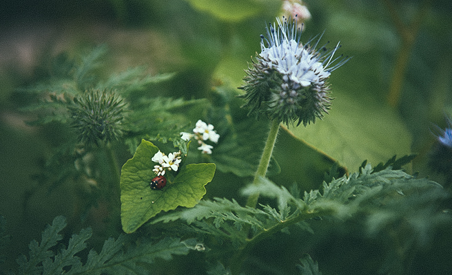 Växter med insekter